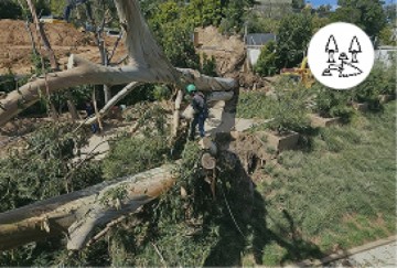A Sandoval Tree Service